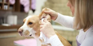What Are the Best Tips for Keeping Your Pet’s Ears Clean and Healthy?