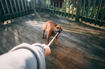 What Are the Must-Have Essentials for a New Dog?